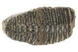 Woolly Mammoth Fossil Molar - Poland #235267-4